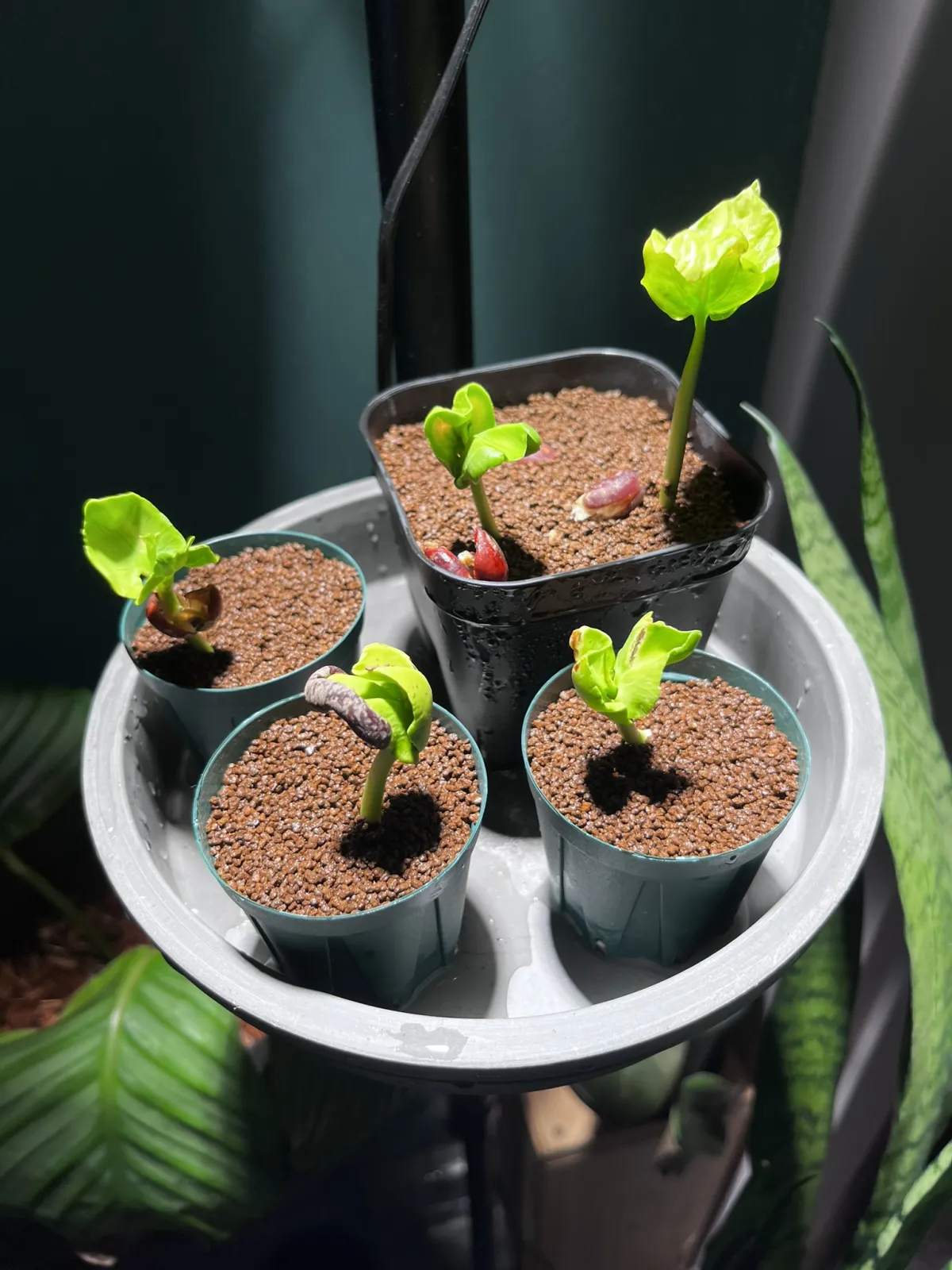 Adansonia grandidieri (アダンソニア（バオバブ）グランディディエリ)