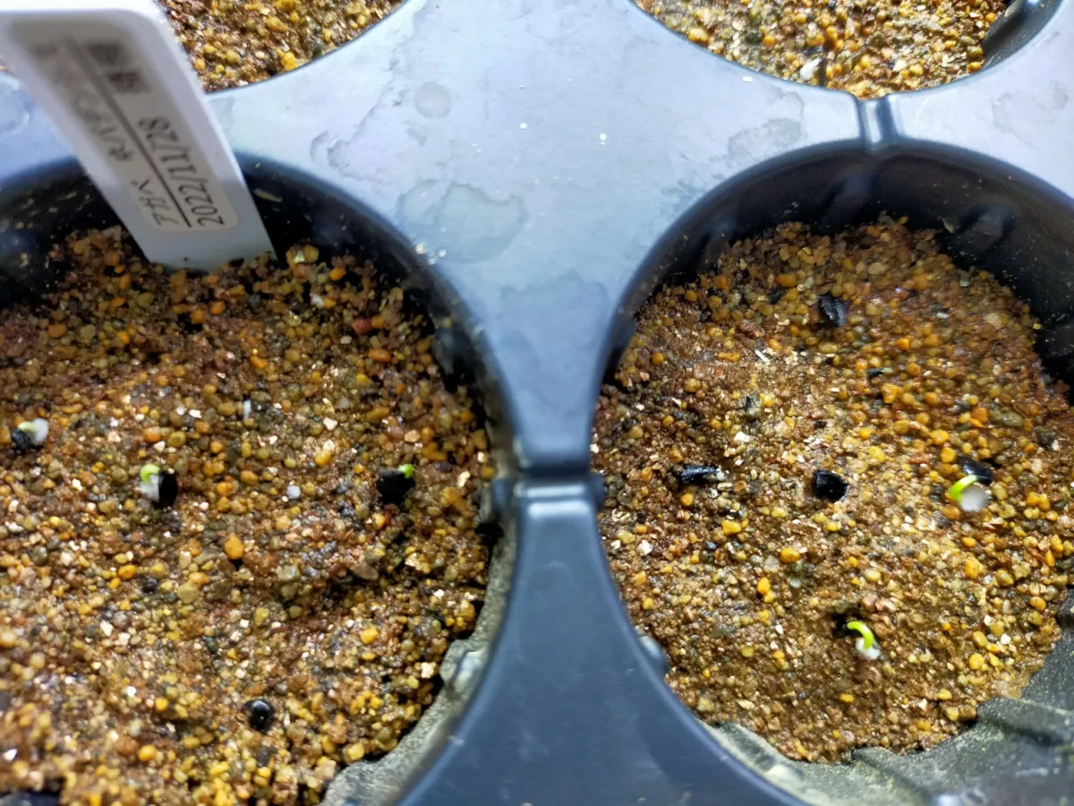 Agave utahensis var. nevadensis (アガベ ユタエンシス ネヴァデンシス)