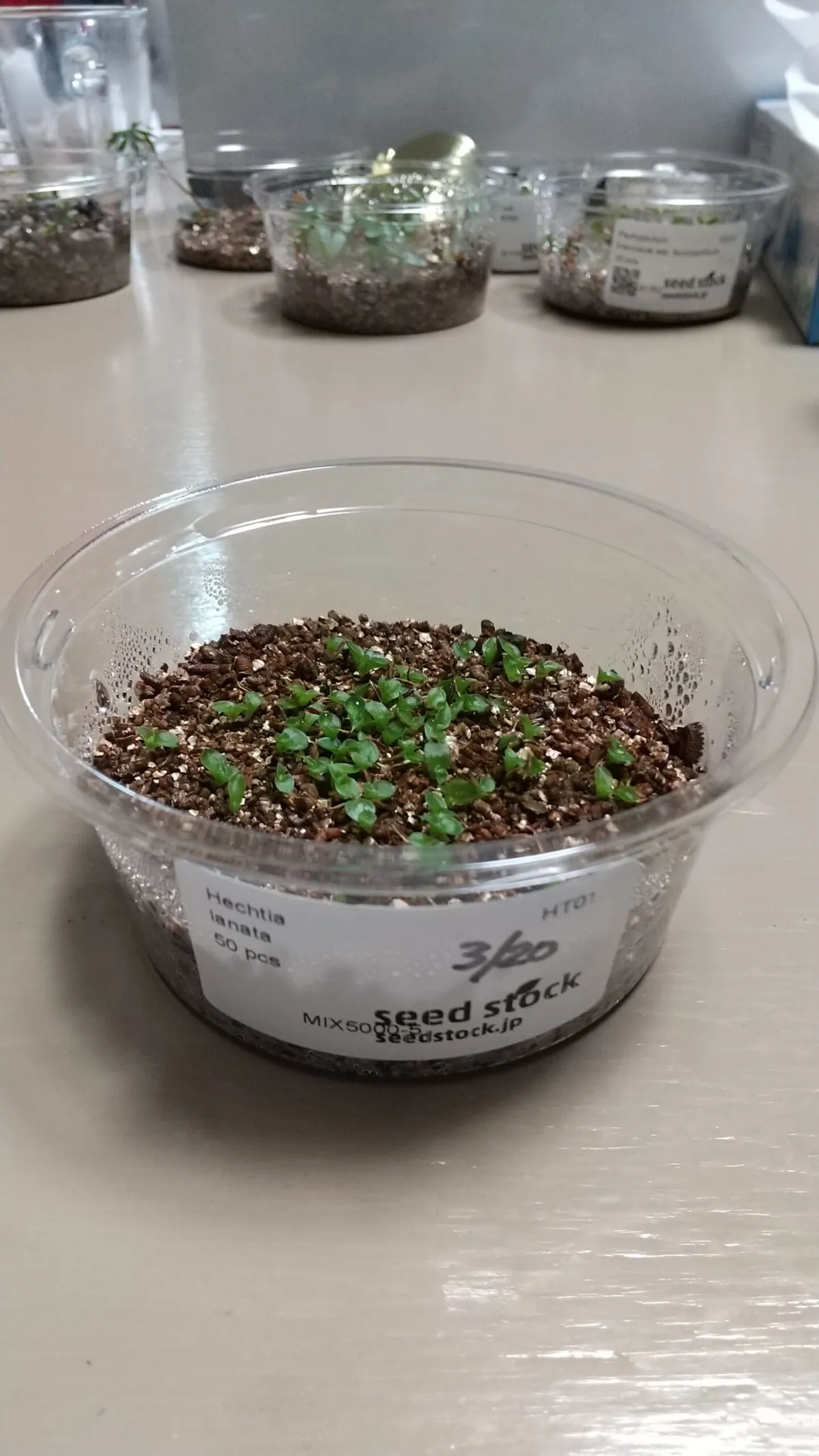 Hechtia lanata (ヘクチア ラナータ)