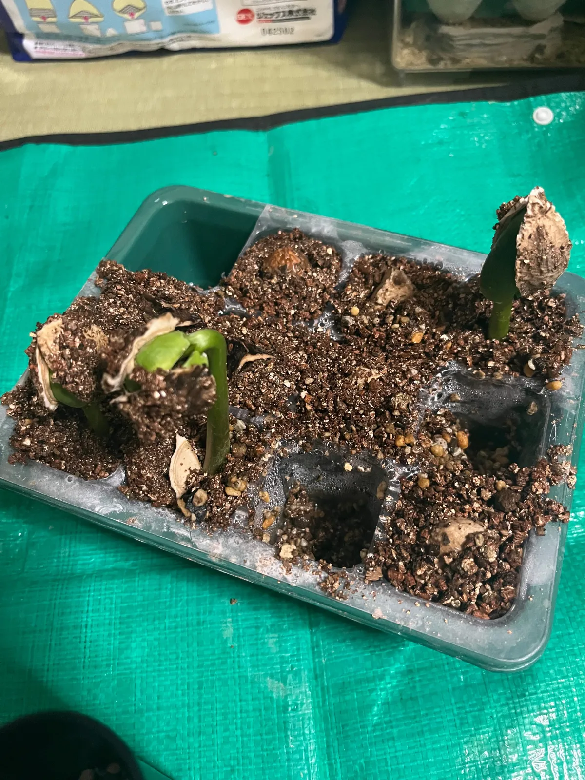 Moringa hildebrandtii (モリンガ ヒルデブランドティ)