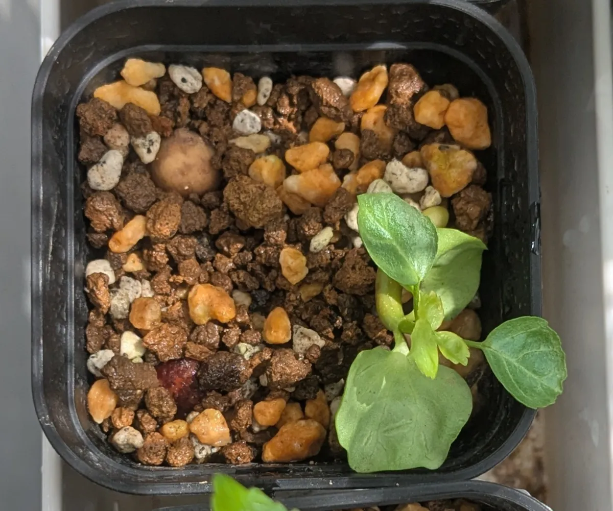 Commiphora capensis (コミフォラ カペンシス)