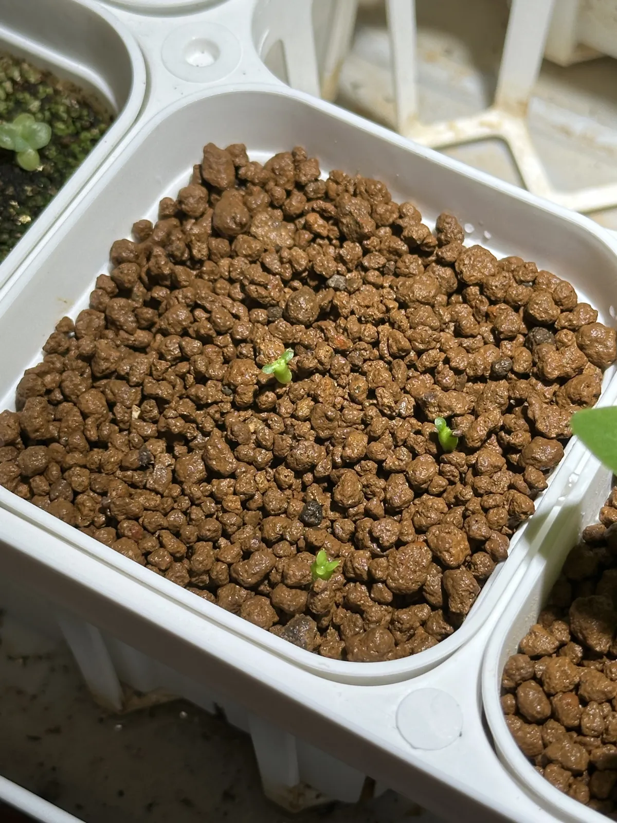 Euphorbia stellata (ユーフォルビア ステラータ 飛竜)