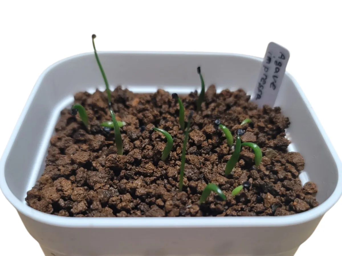 Agave impressa (アガベ インプレッサ)