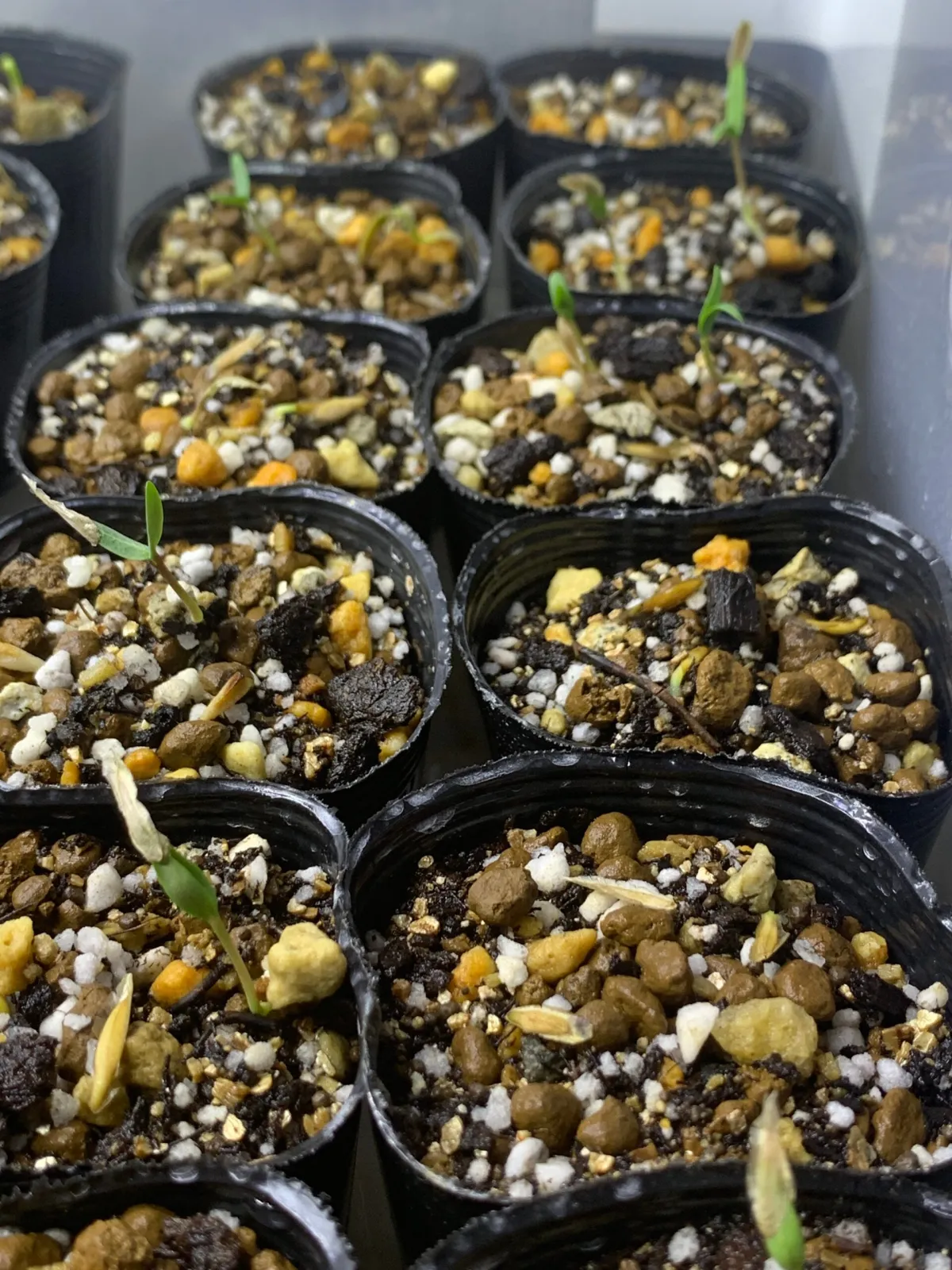 Fouquieria columnaris (フォークイエリア コルムナリス 観峰玉)