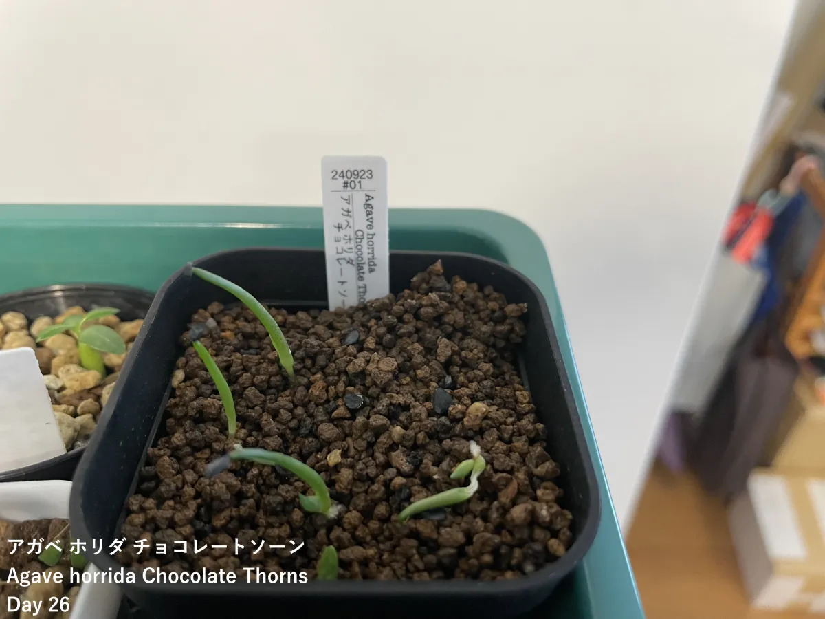 Agave horrida 'Chocolate Thorn' (アガベ ホリダ チョコレートソーン)