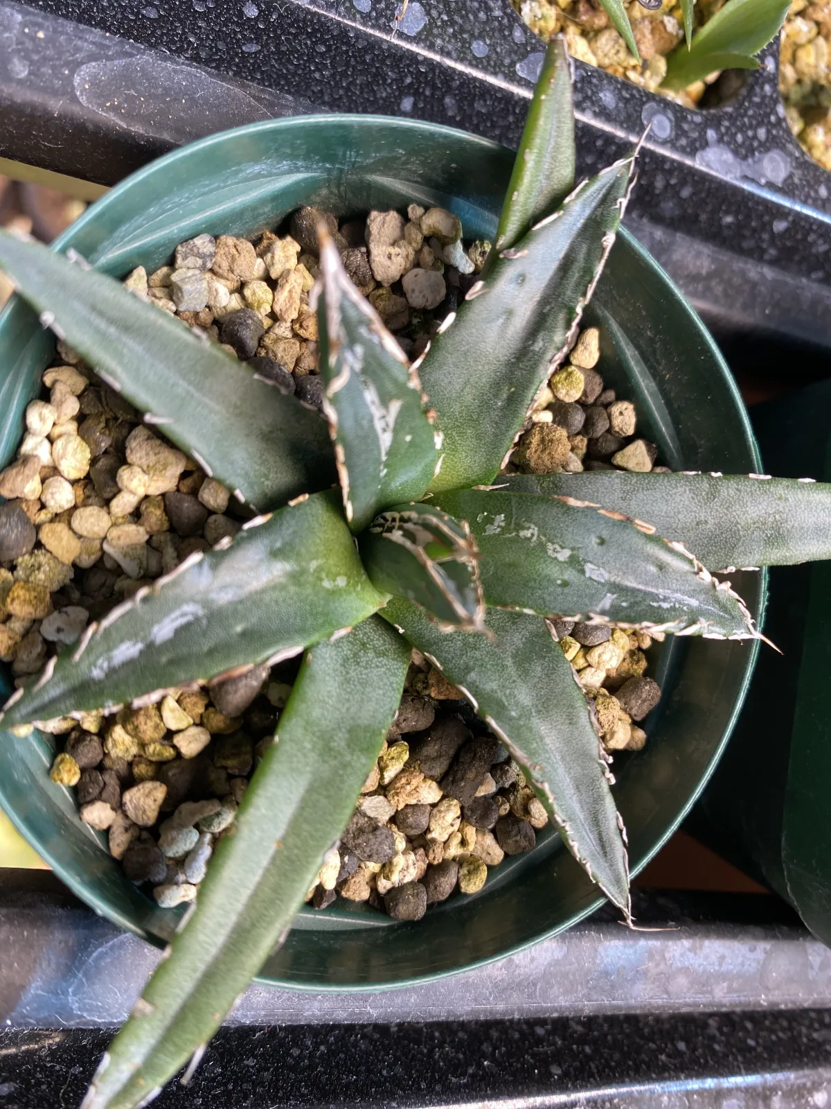 Agave victoriae-reginae (アガベ ビクトリアレジーナエ 笹の雪)