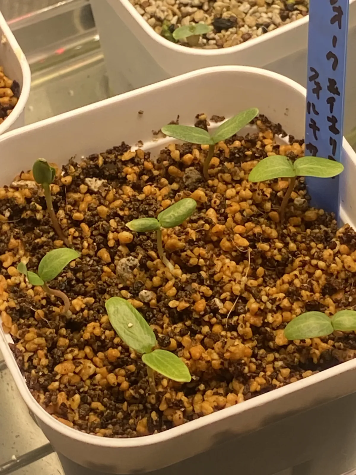 Fouquieria formosa (フォークイエリア フォルモサ)