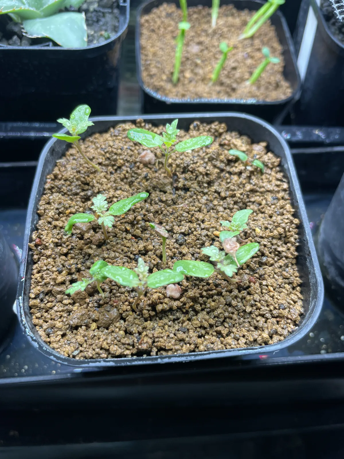 Pachycormus discolor (パキコルムス ディスカラー)