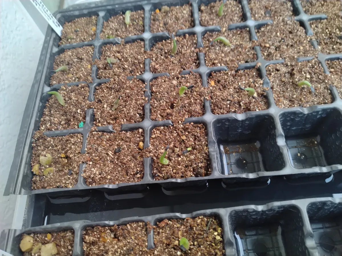 Agave titanota 'Blue' (アガベ チタノタブルー)