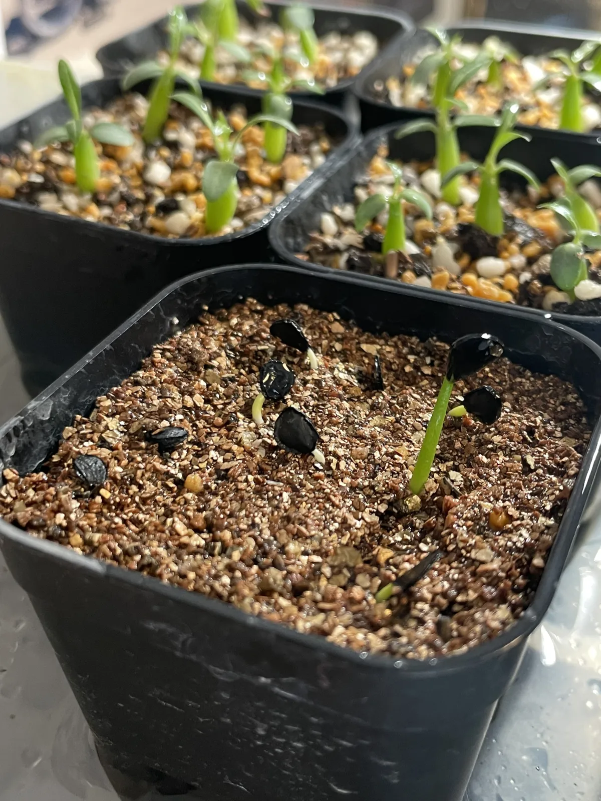 Agave utahensis ssp. utahensis (アガベ ユタエンシス)