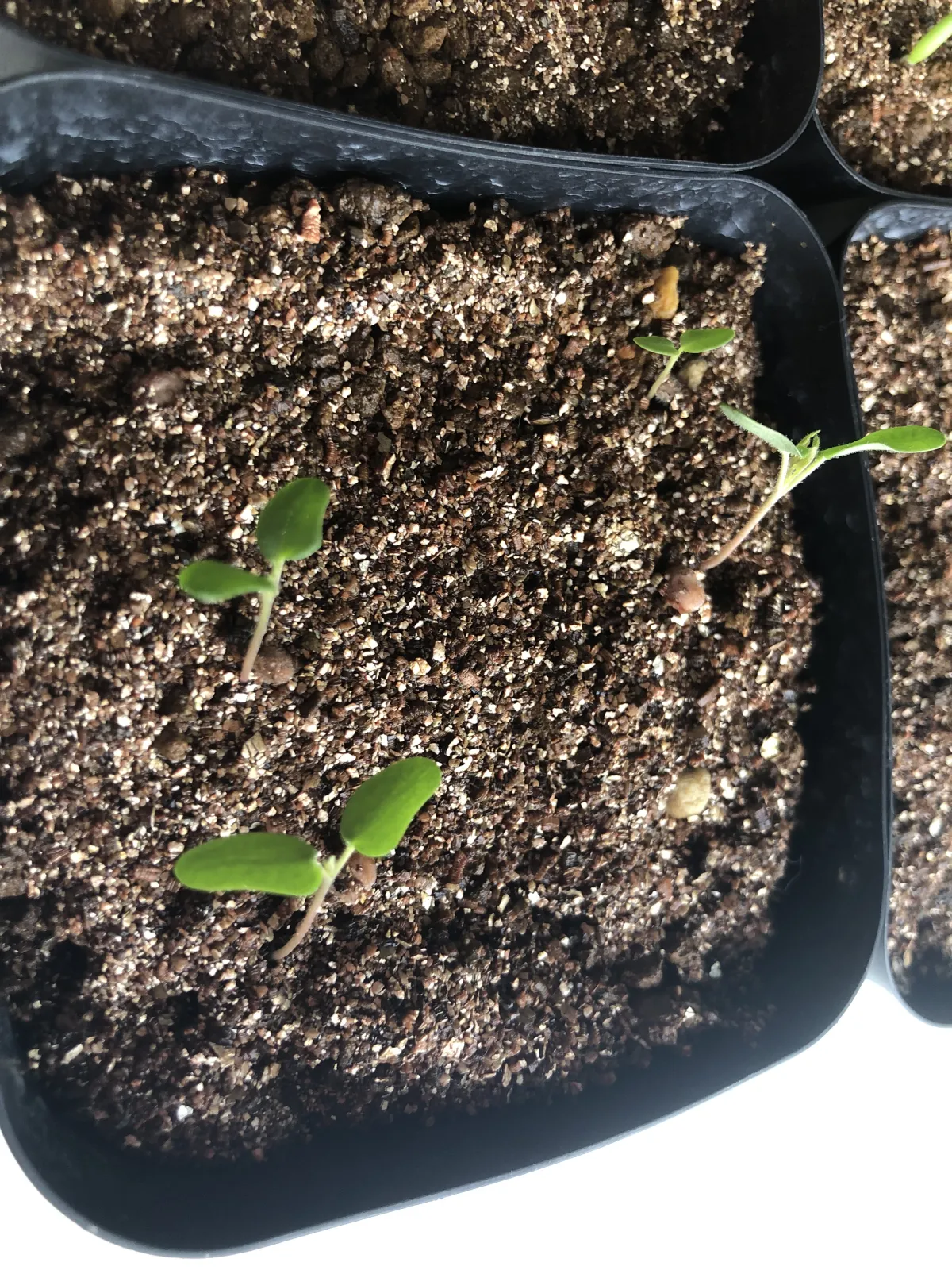 Pachycormus discolor (パキコルムス ディスカラー)