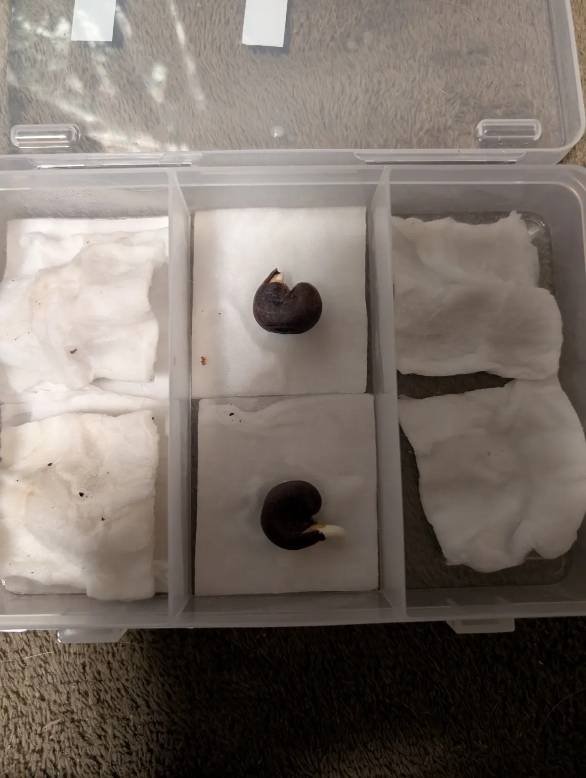 Adansonia fony var. rubrostipa (アダンソニア（バオバブ）フォニー)