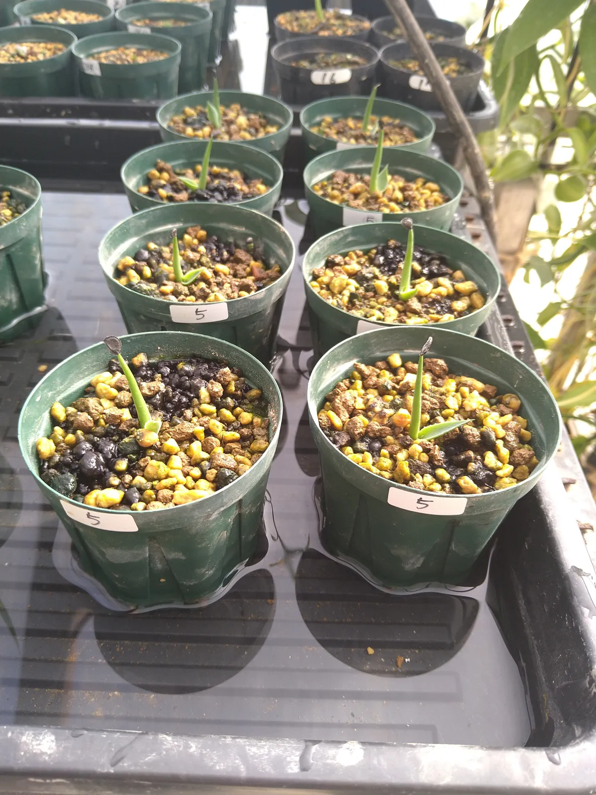 Agave mckelveyana (アガベ マッケルベヤナ)