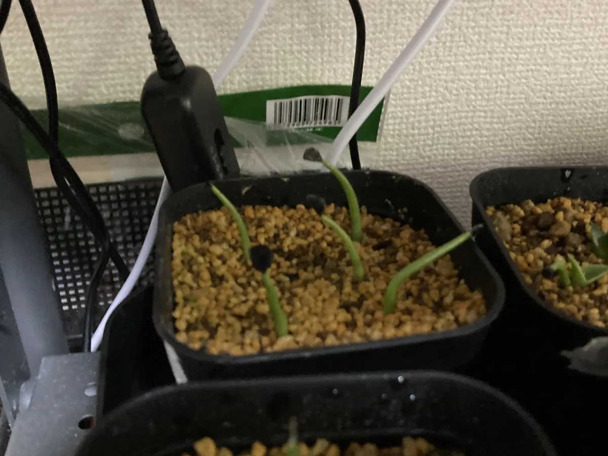 Agave sobria subsp. sobria (アガベ ソブリア)