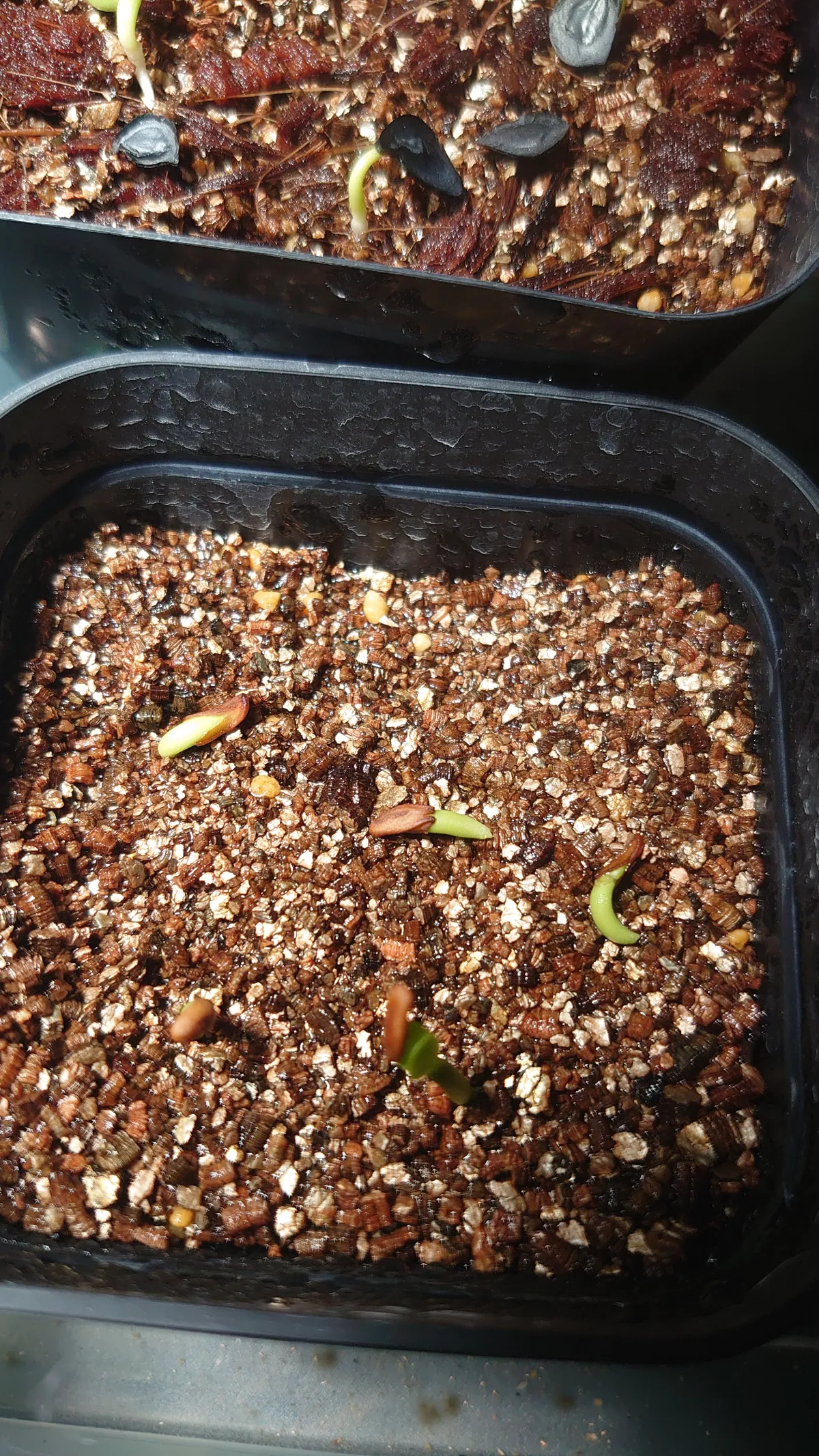 Pachypodium rosulatum var. inopinatum (パキポディウム イノピナツム)