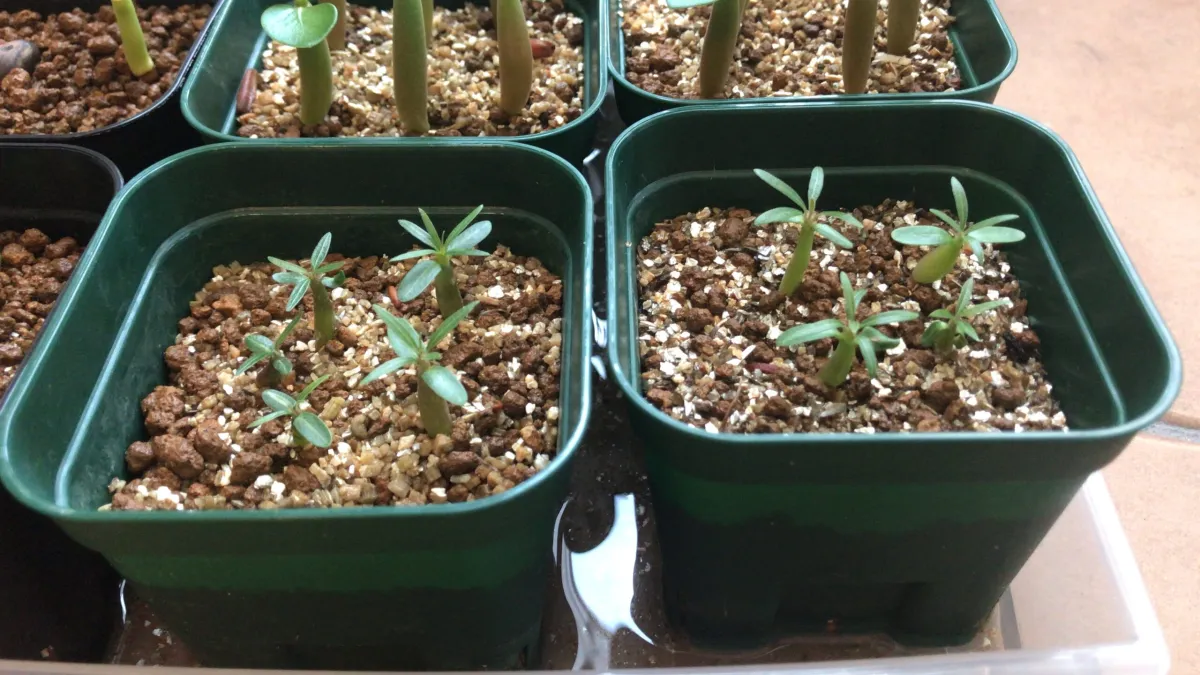 Pachypodium rosulatum var. gracilius (パキポディウム グラキリス)