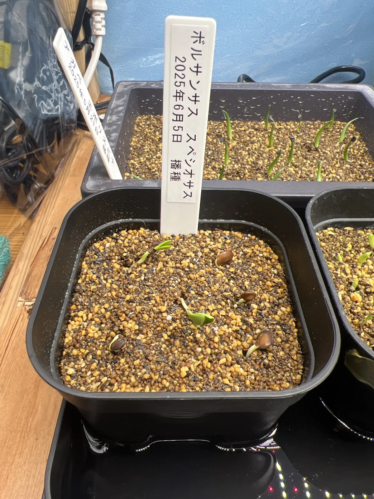 Bolusanthus speciosus (ボルサンサス スペシオサス)