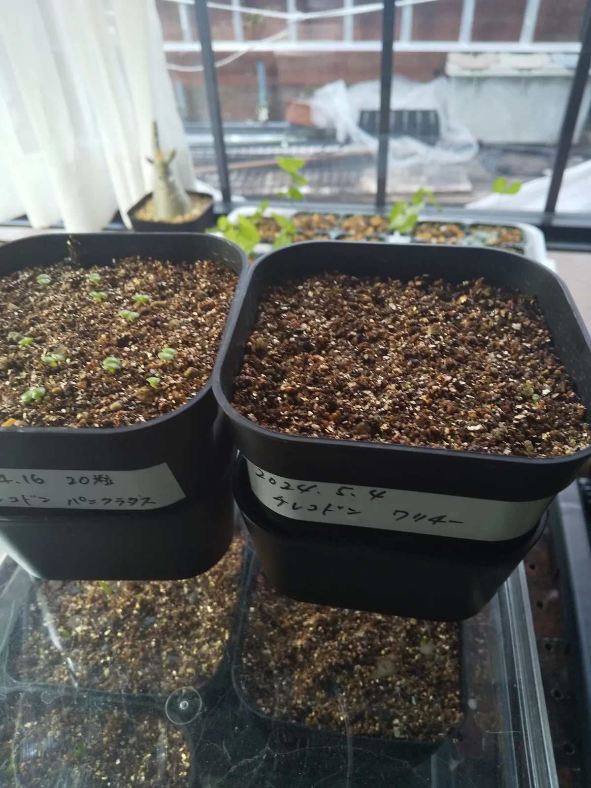 Tylecodon wallichii (ティレコドン ワリチー)