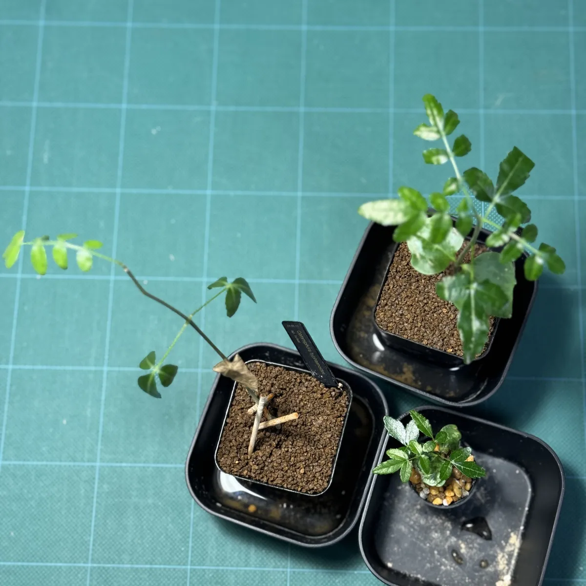 コミフォラ ヒファエノイデス 59日目