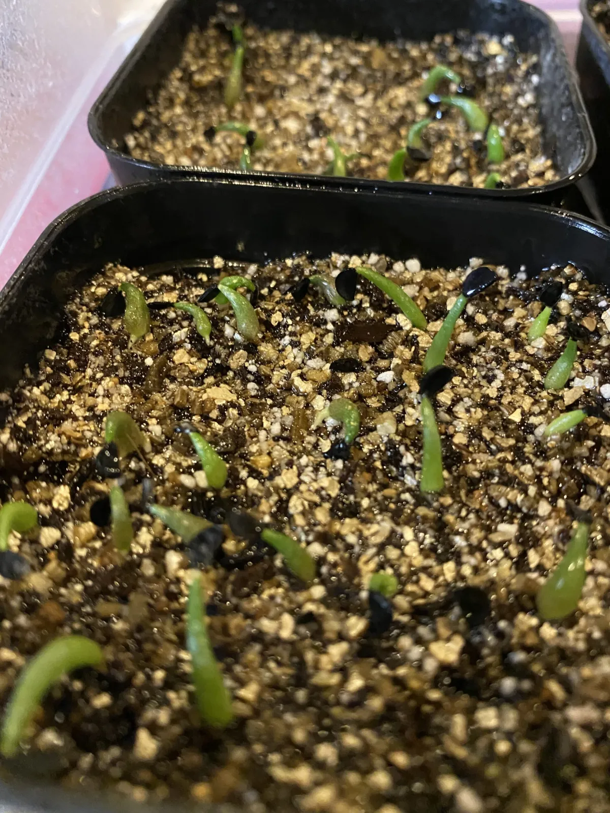 Agave oteroi (アガベ オテロイ)