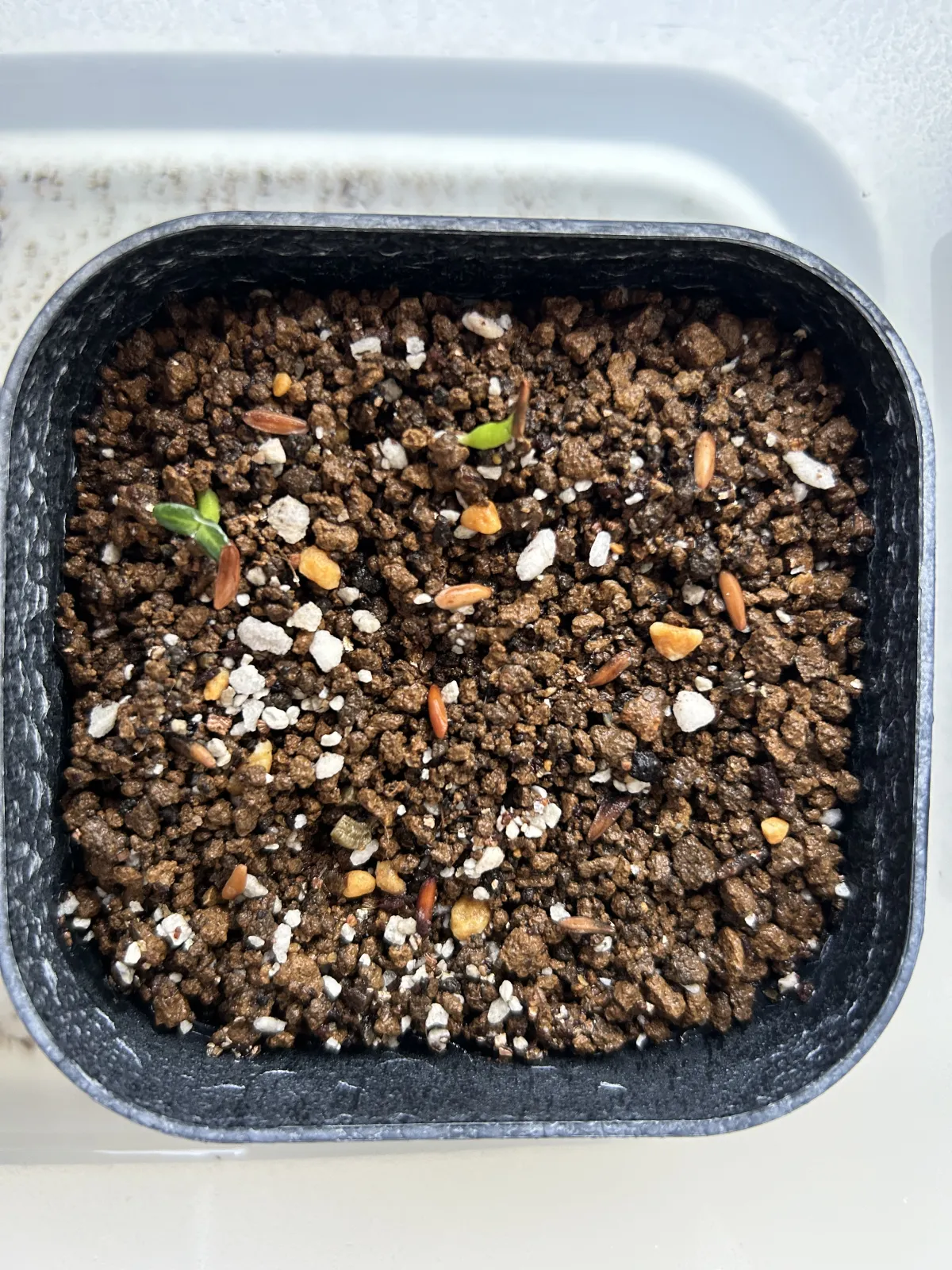 [無料種子] 発芽難 パキポディウム グラキリス　 Pachypodium rosulatum var. gracilius