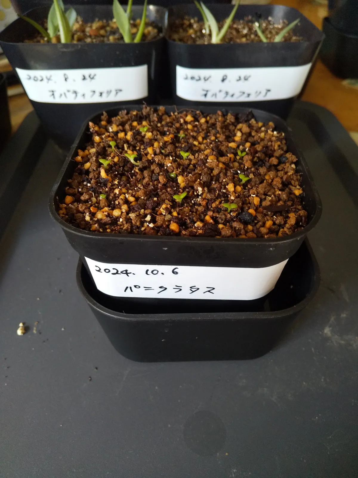 Tylecodon paniculatus (ティレコドン パニクラタス)