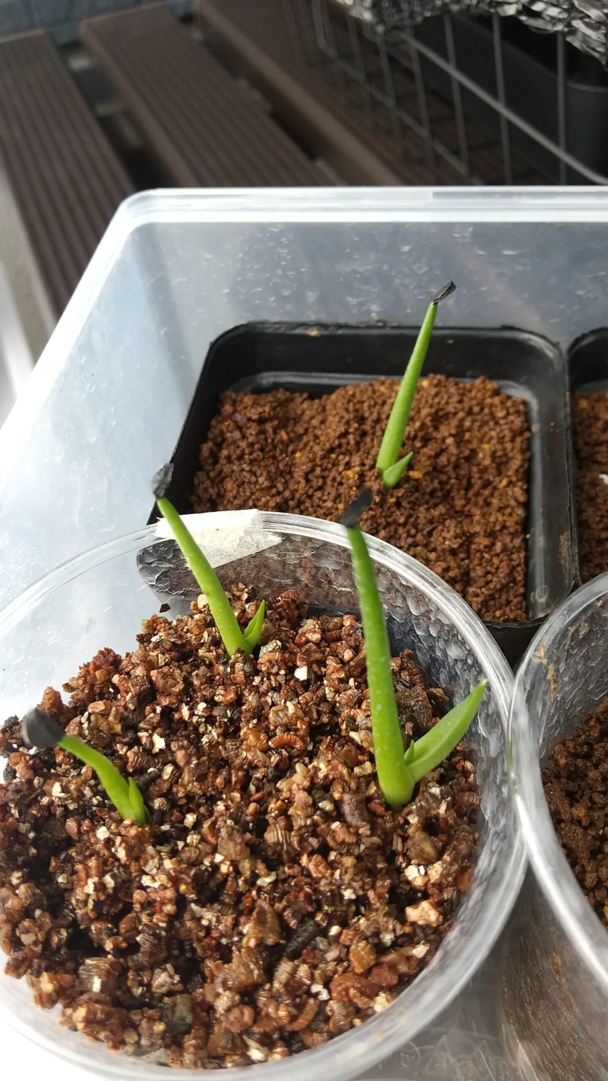 Agave subsimplex (アガベ サブシンプレックス)