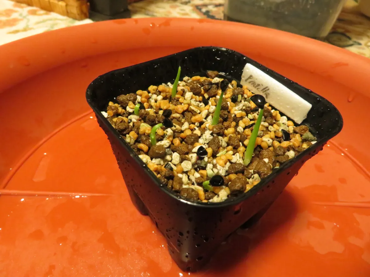 Agave pintilla (アガベ ピンティラ)