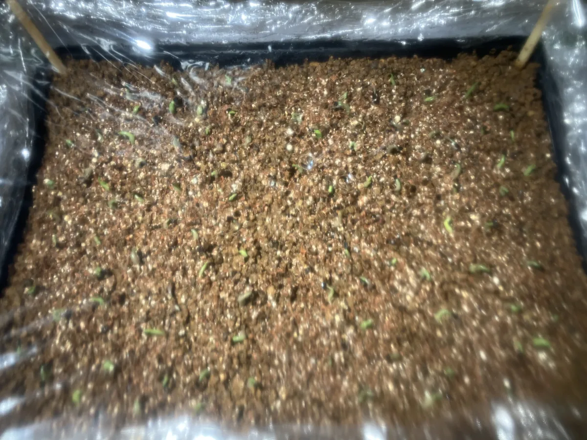 Agave oteroi (アガベ オテロイ)