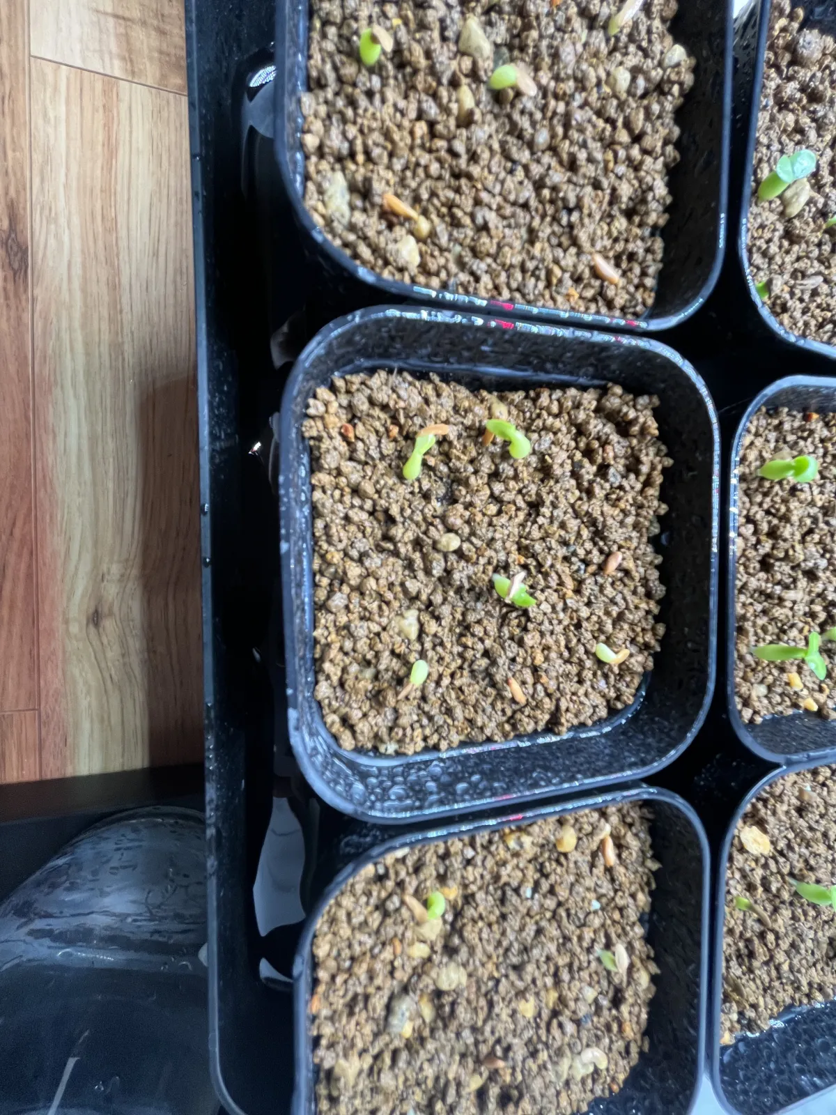 Pachypodium succulentum (パキポディウム サキュレンタム 天馬空)