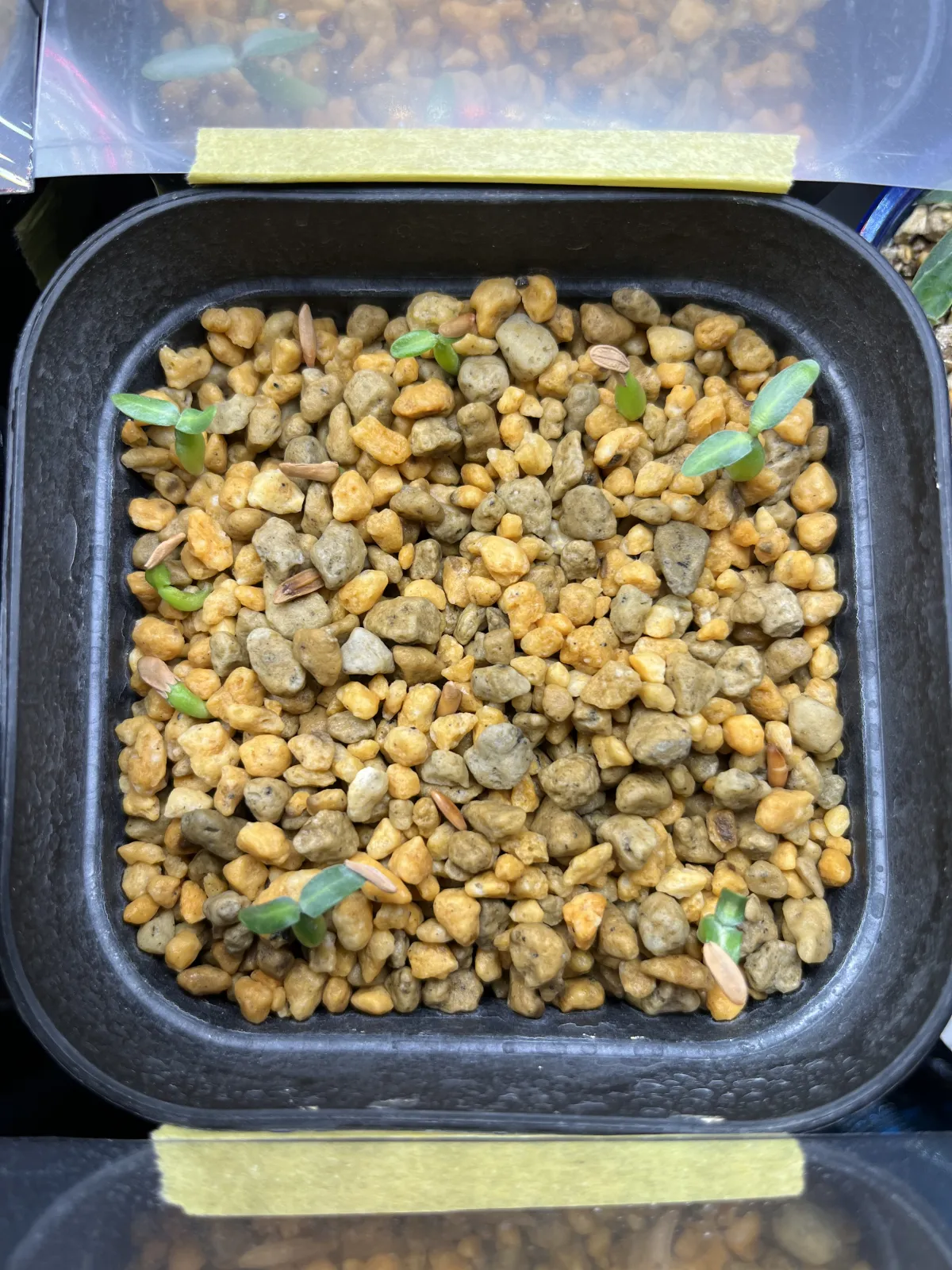 Pachypodium rosulatum ssp. cactipes (パキポディウム カクチペス)