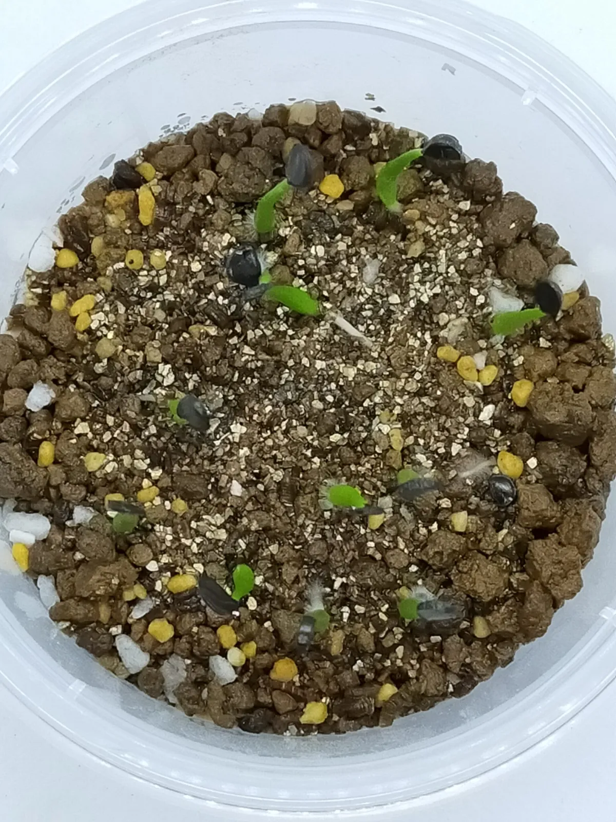 Hechtia bracteata (ヘクチア ブラクテアータ)