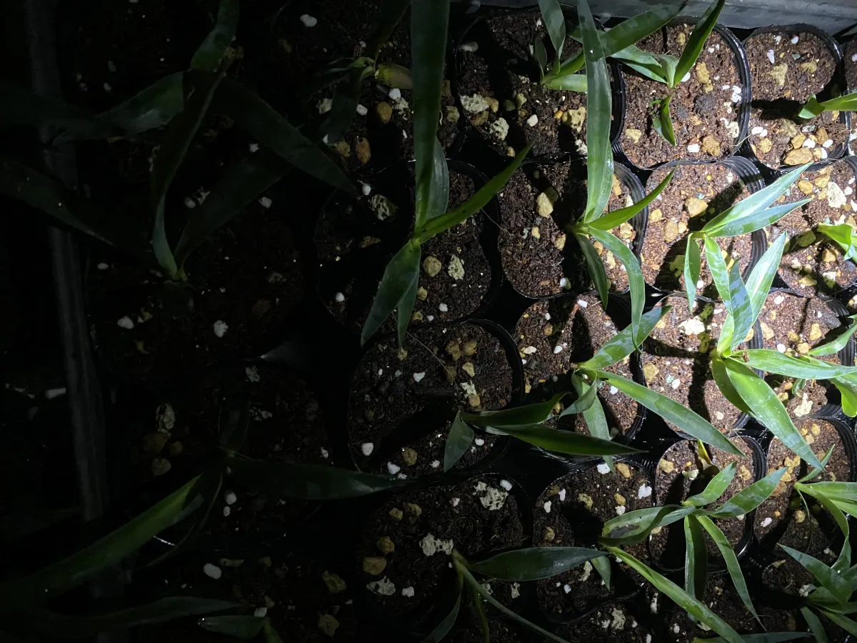 Yucca aloifolia (ユッカ アロイフォリア)