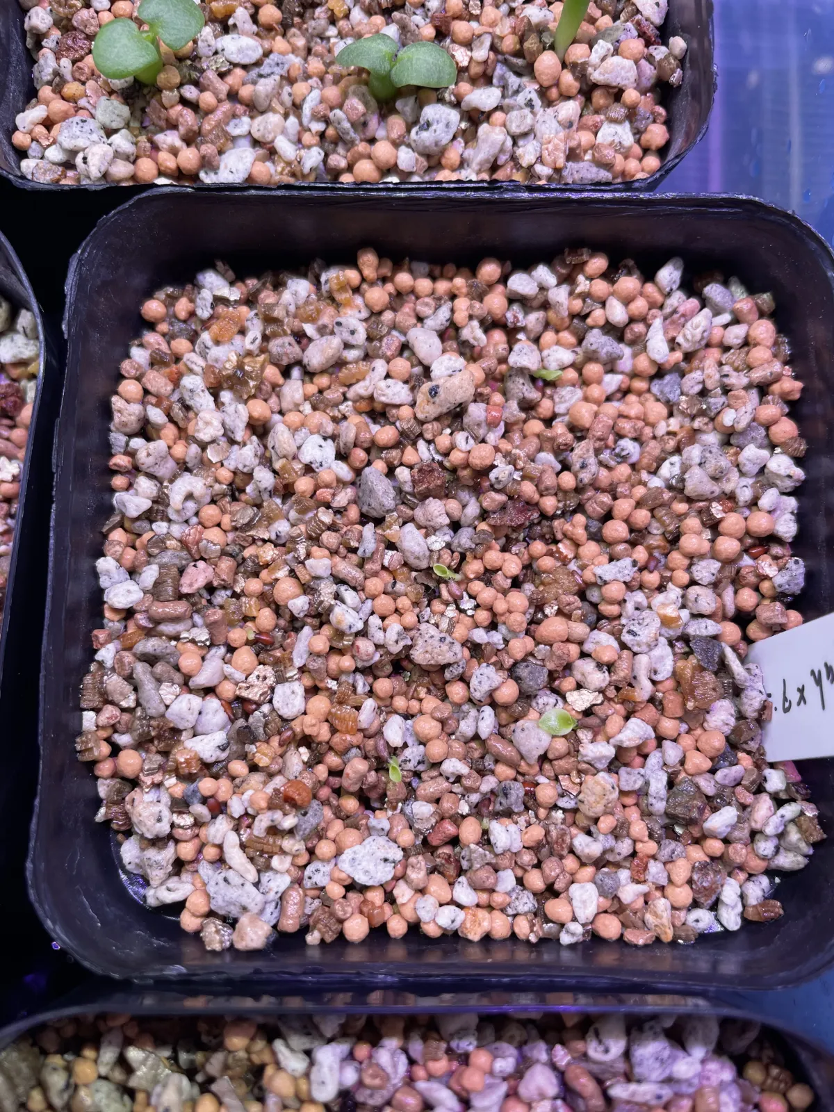 Billbergia Billbergia sp. Hallelujah x Darth Vader (ビルベルギア ハレルヤxダースベイダー)