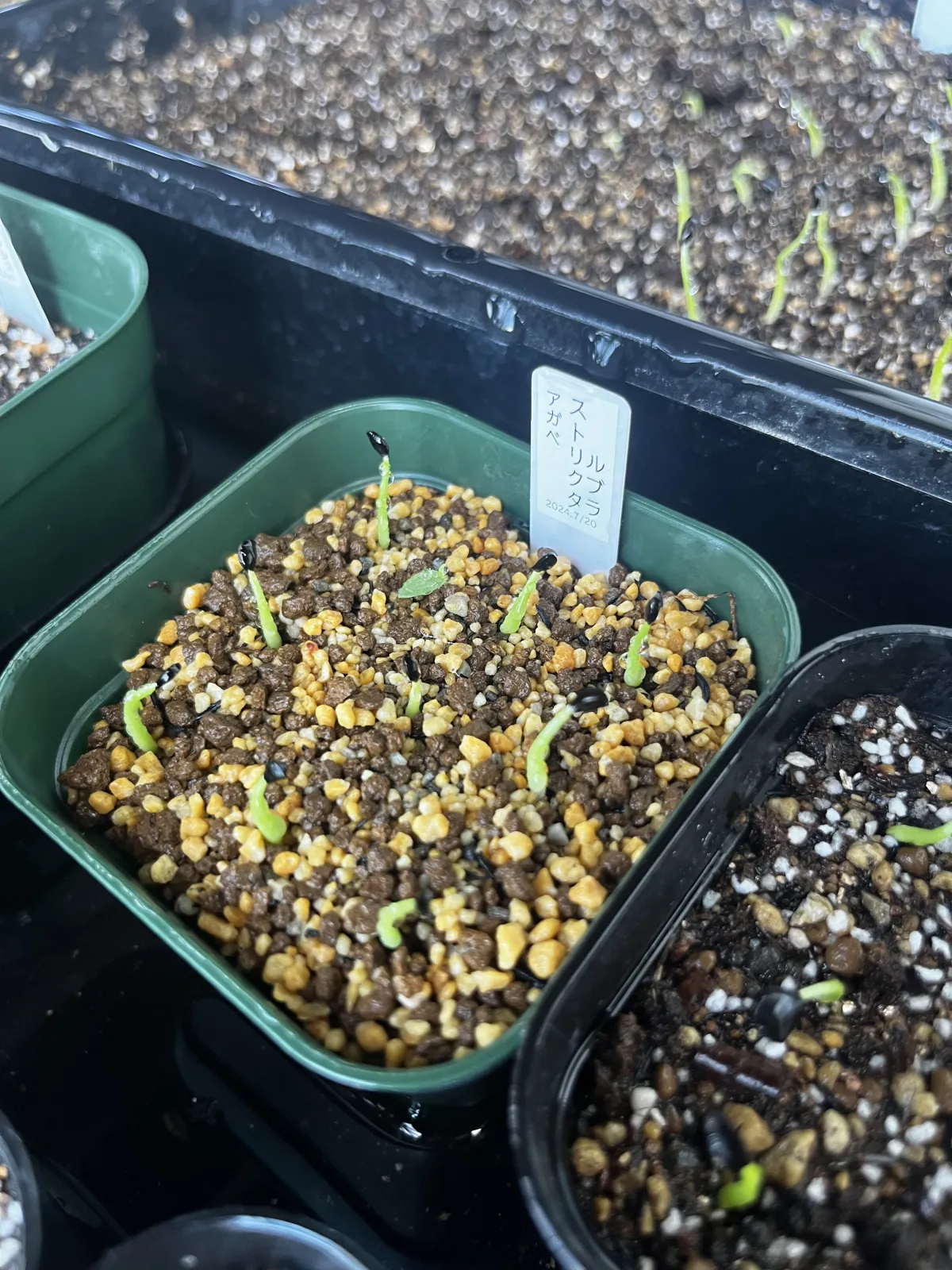 Agave stricta rubra (アガベ ストリクタ ルブラ)