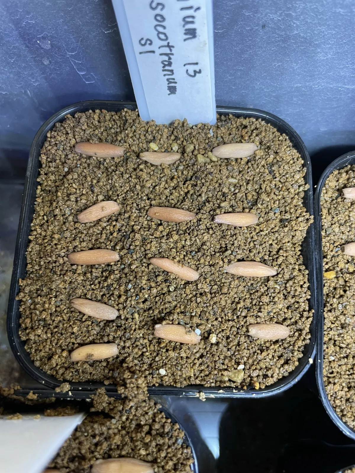 Adenium obesum var. arabicum S1 (アデニウム タイソコトラナムS11)