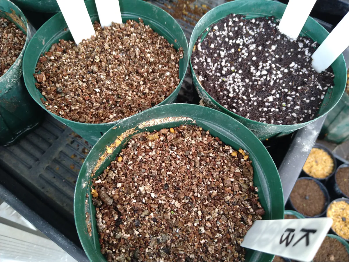 Tylecodon paniculatus (ティレコドン パニクラタス)