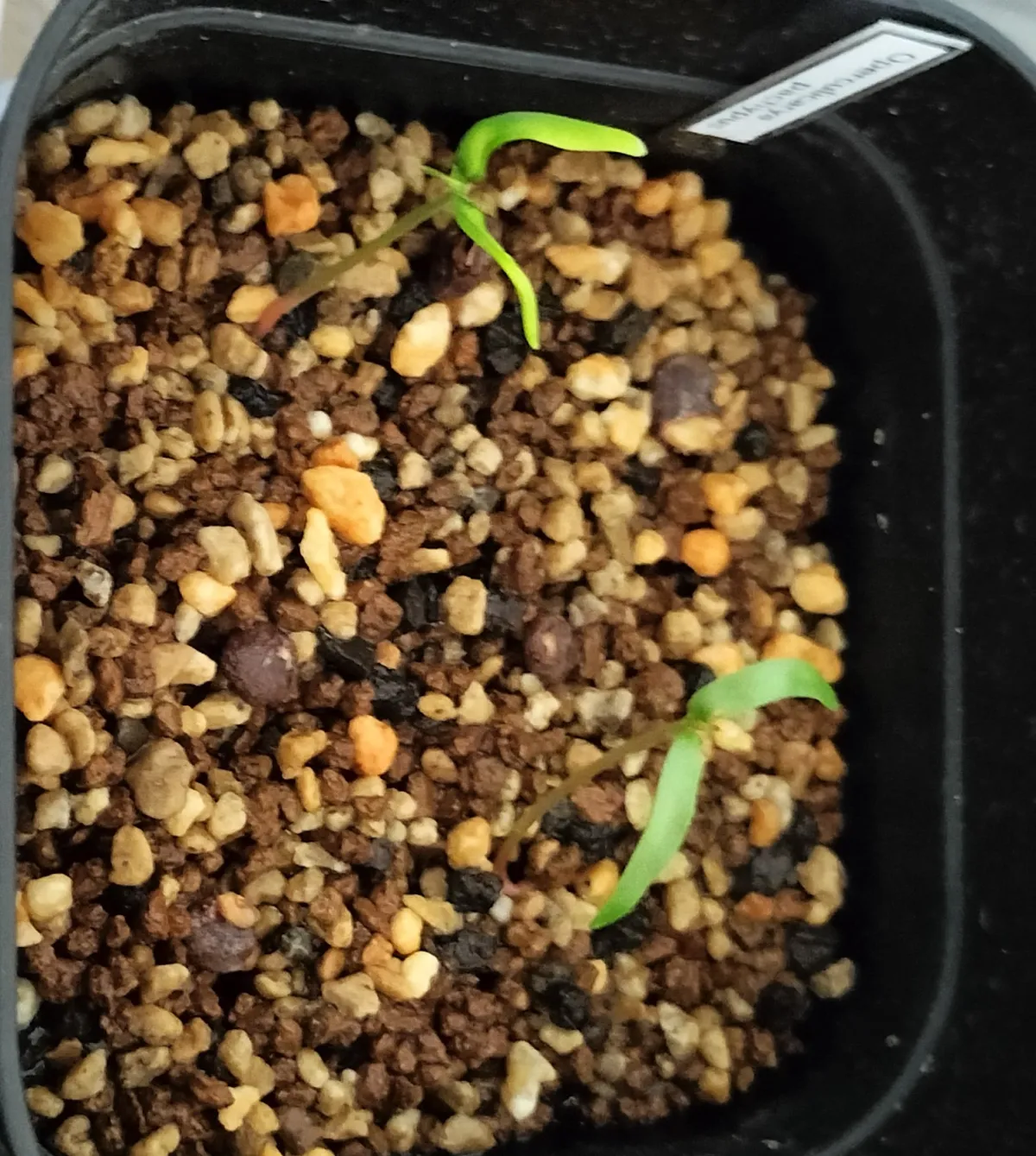 Operculicarya pachypus (オペルクリカリア パキプス)