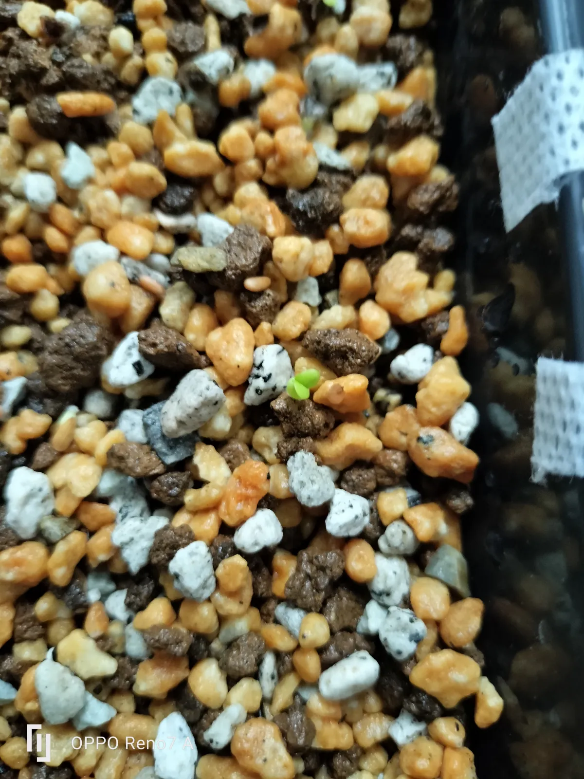 Pachypodium brevicaule (パキポディウム ブレビカウレ（短茎） ())