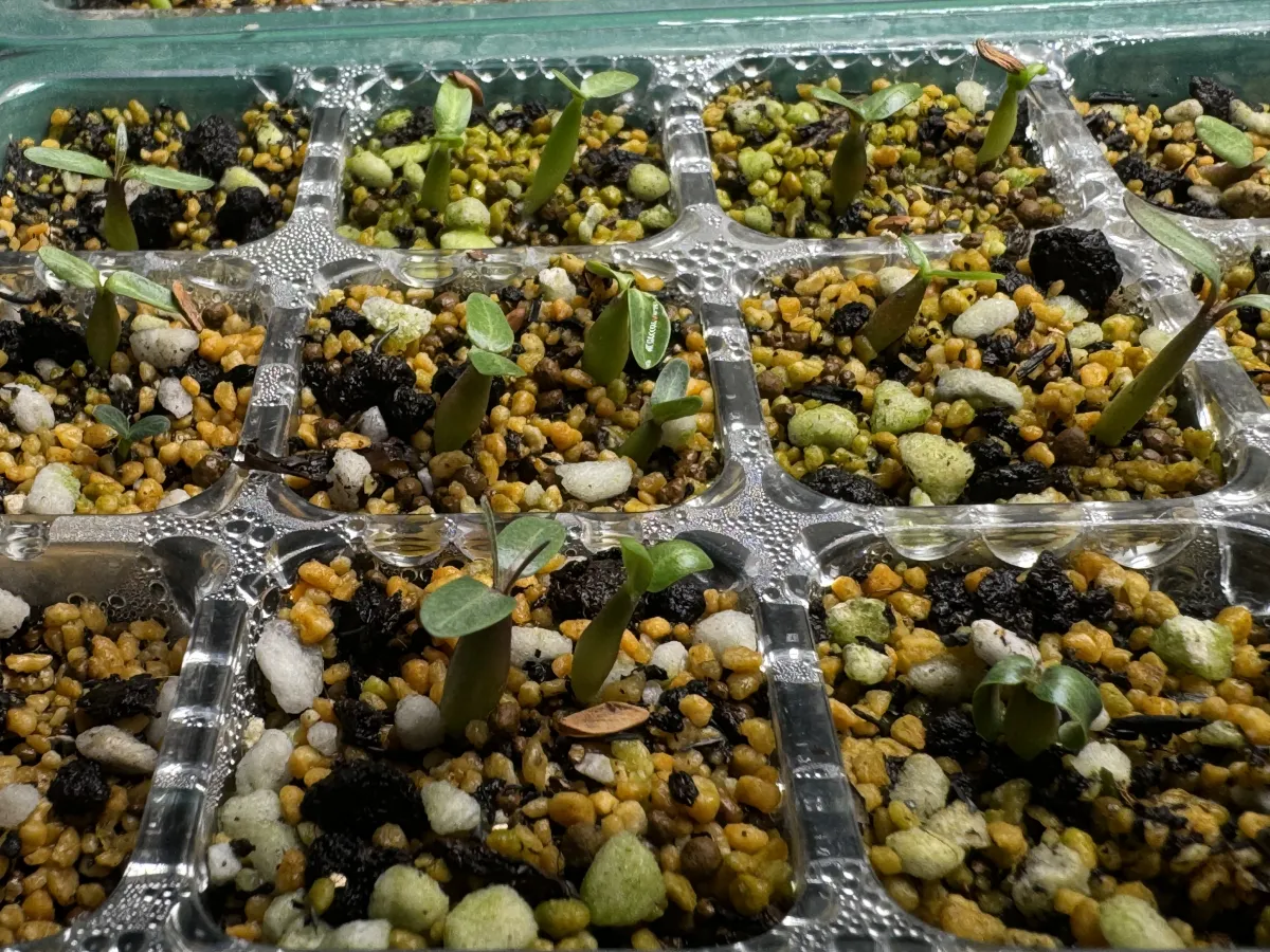 Pachypodium rosulatum var. gracilius (パキポディウム グラキリス)