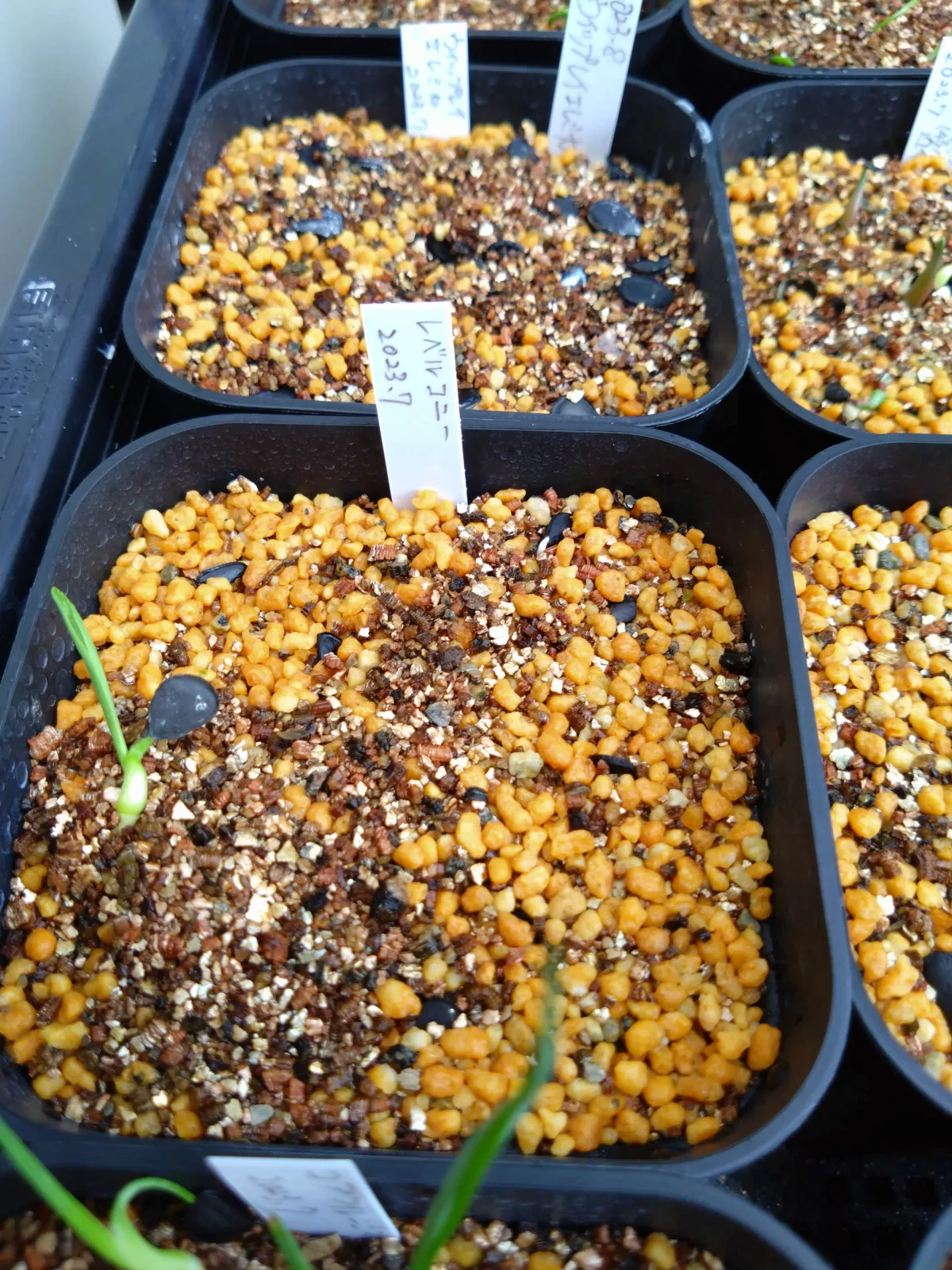 Yucca reverchonii (ユッカ レベルコニー)