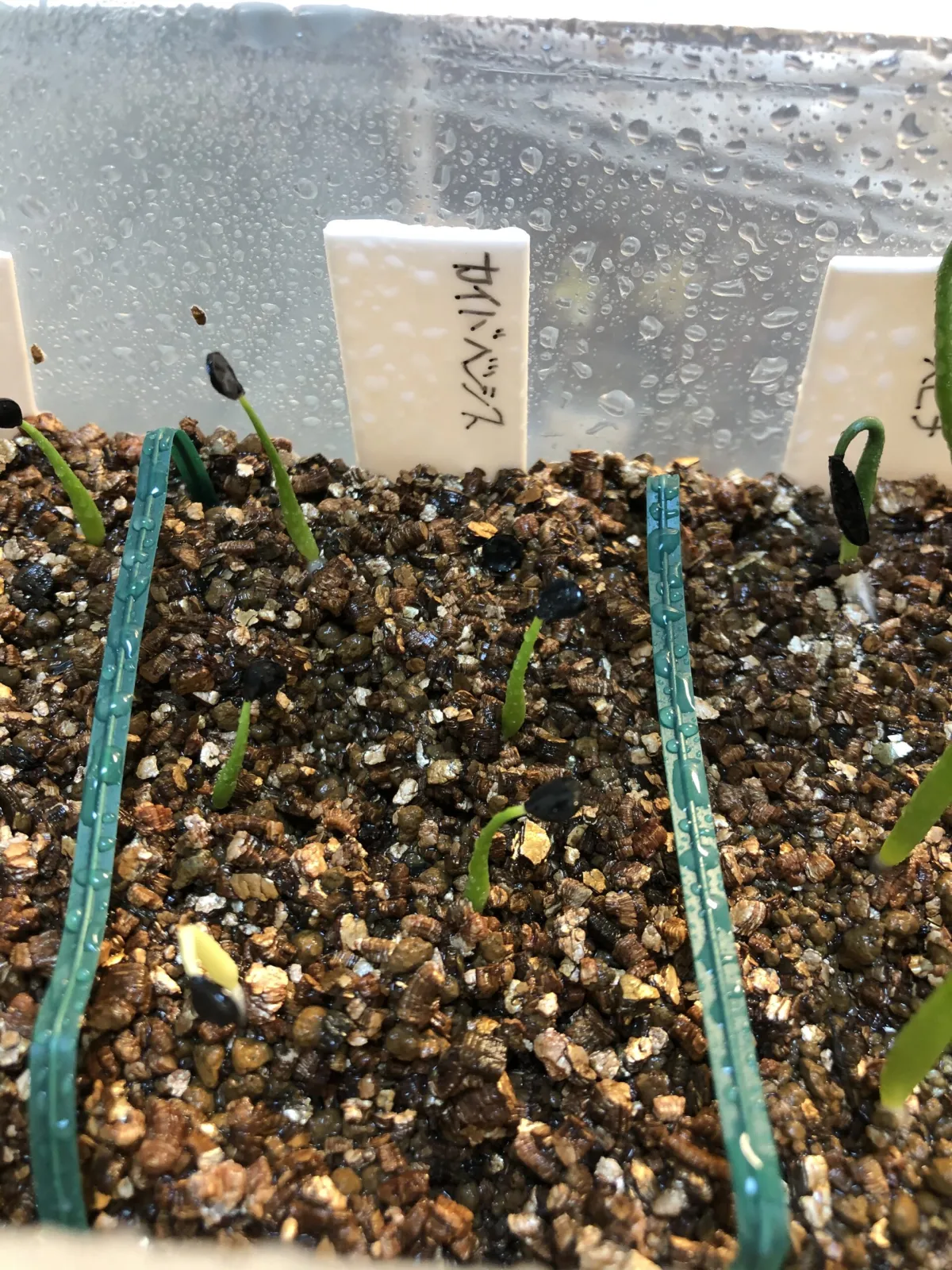 Agave utahensis ssp. kaibabensis (アガベ カイバベンシス)