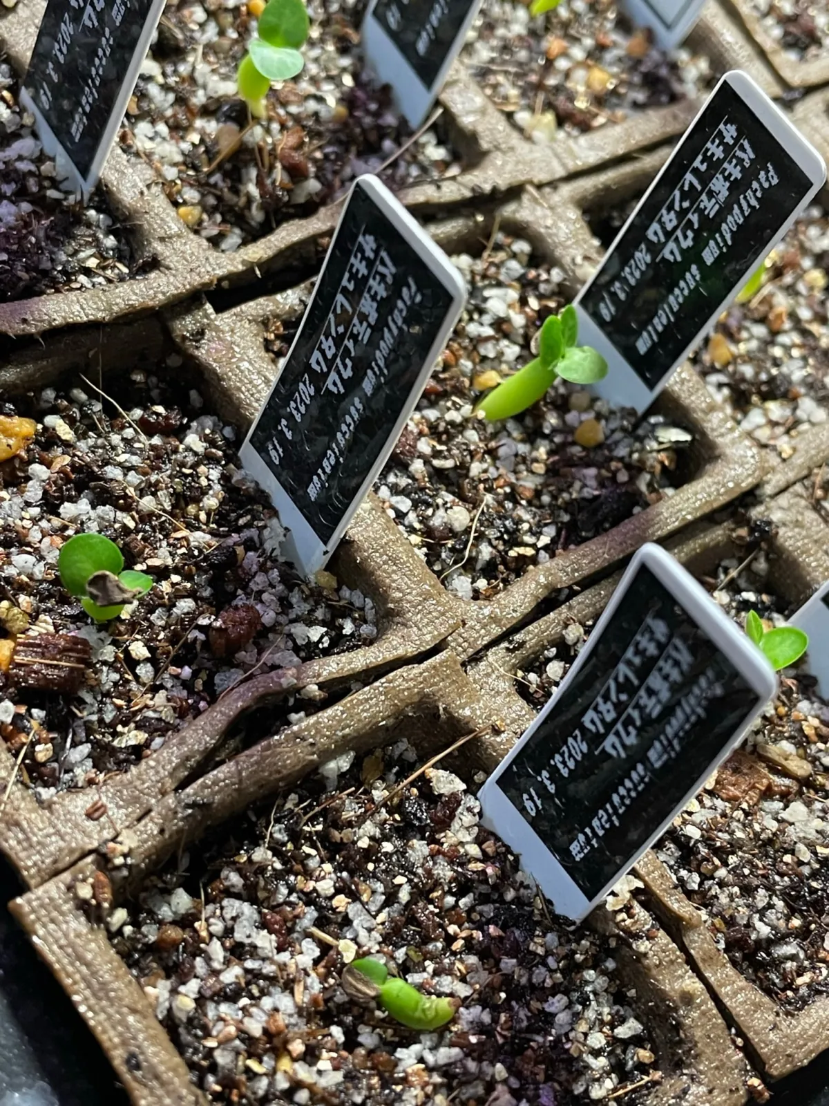 Pachypodium succulentum (パキポディウム サキュレンタム 天馬空)
