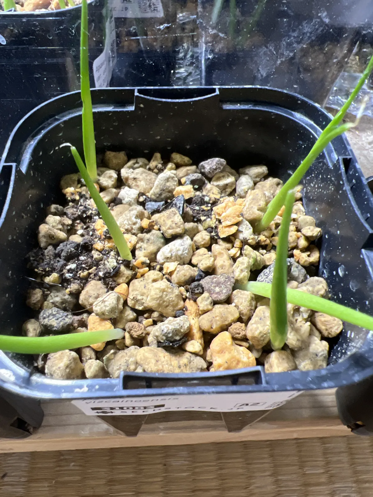 Agave vizcainoensis (アガベ ビスカイノエンシス)