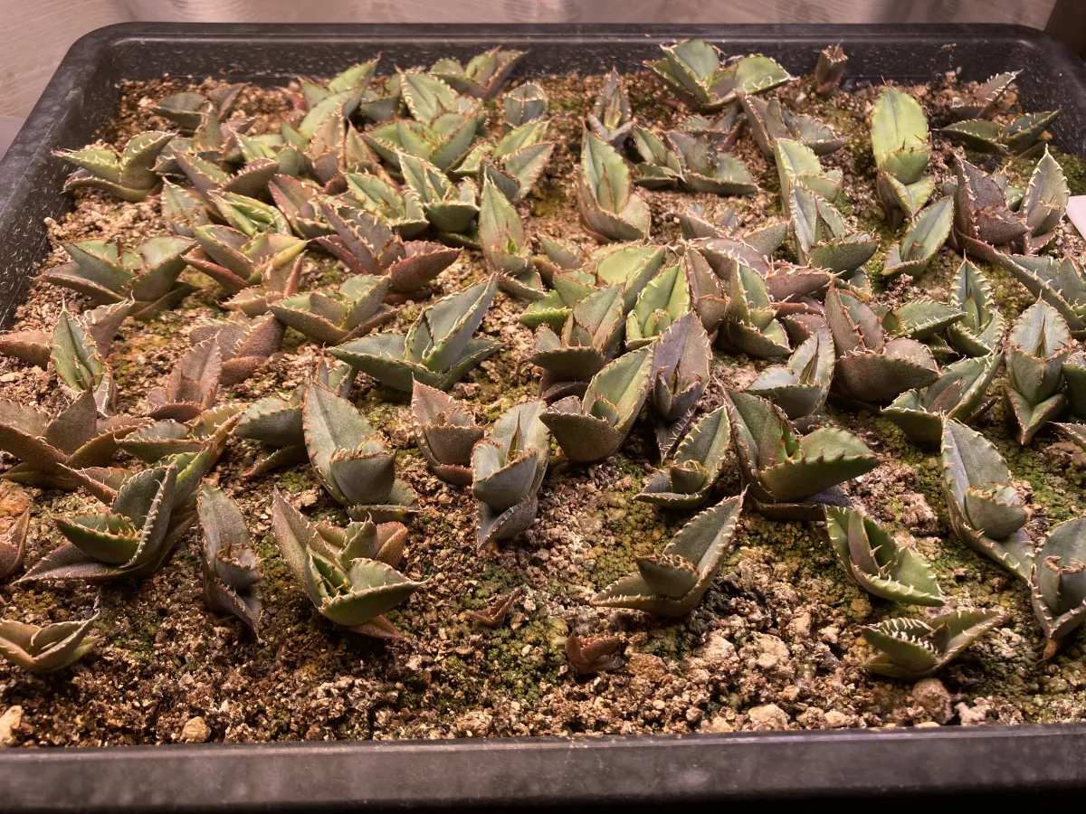 Agave oteroi (アガベ オテロイ)