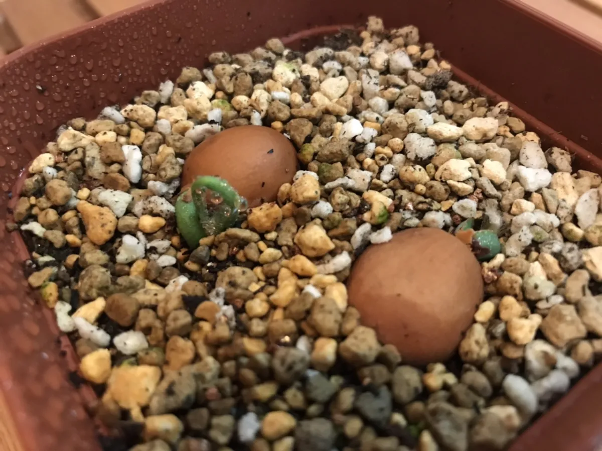 Dioon edule (ディオーン エデューレ)