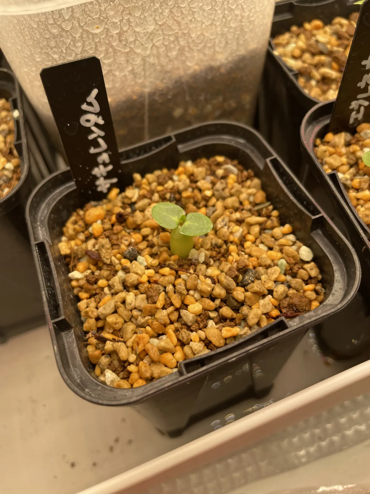 Pachypodium succulentum (パキポディウム サキュレンタム 天馬空)