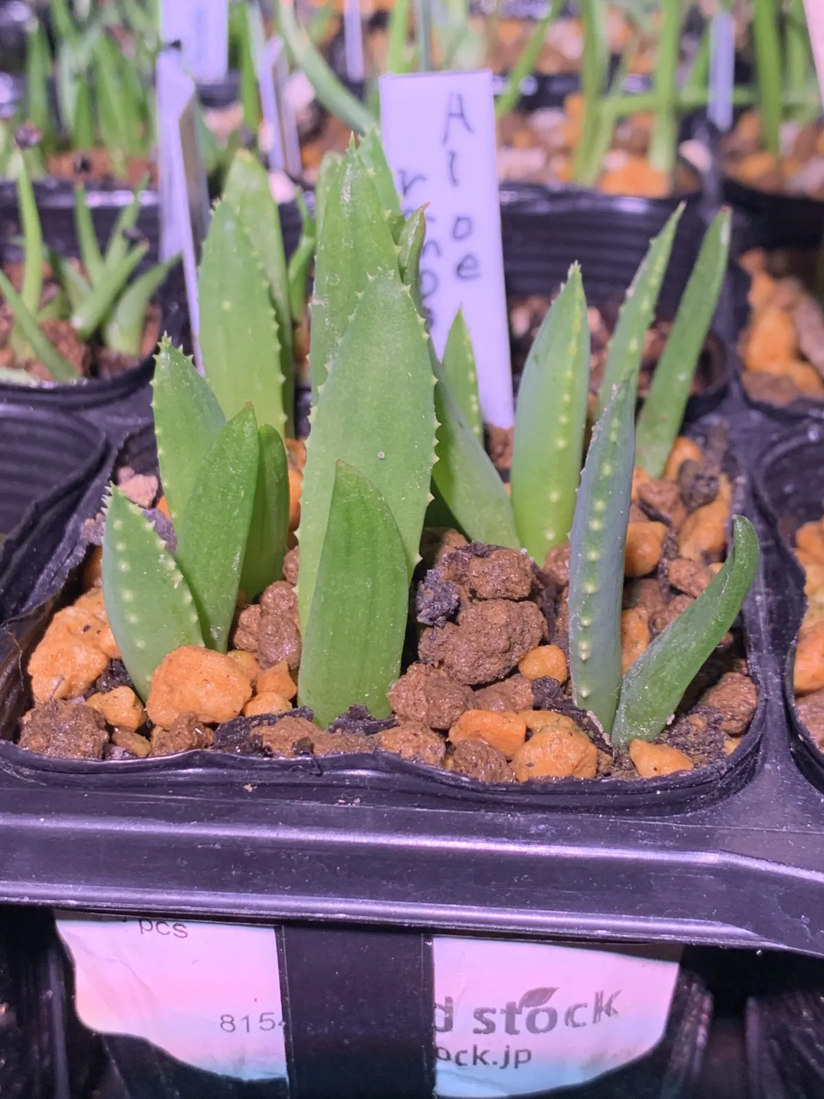 Aloe ramosissima (アロエ ラモシシマ)