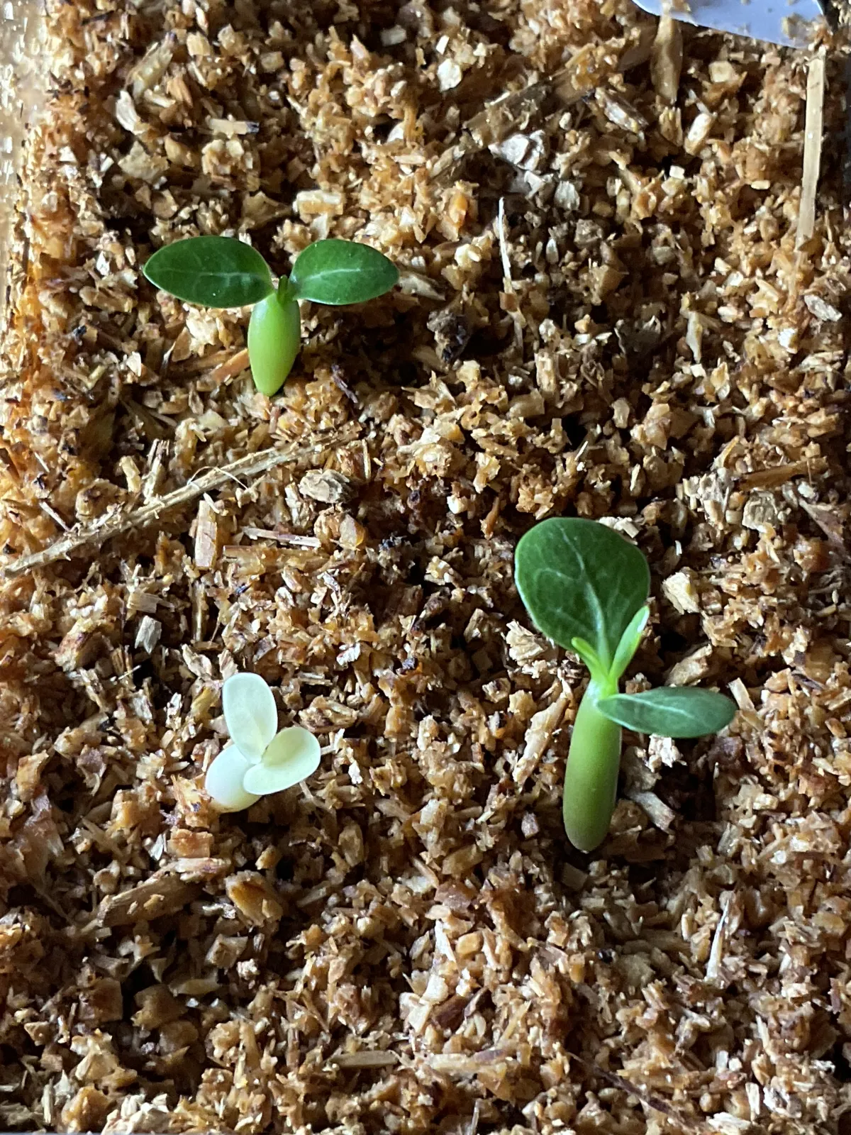 Adenium obesum Dorset Horn (DHA) (アデニウム ドーセットホーン)