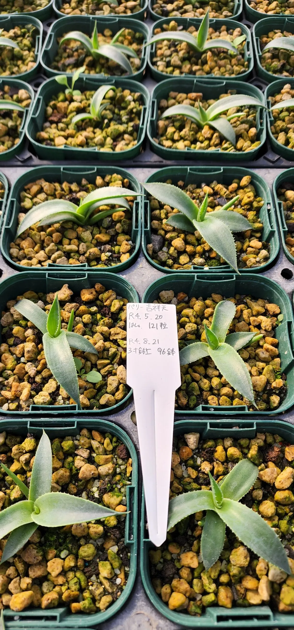 Agave parryi subsp. parryi (アガベ パリー)